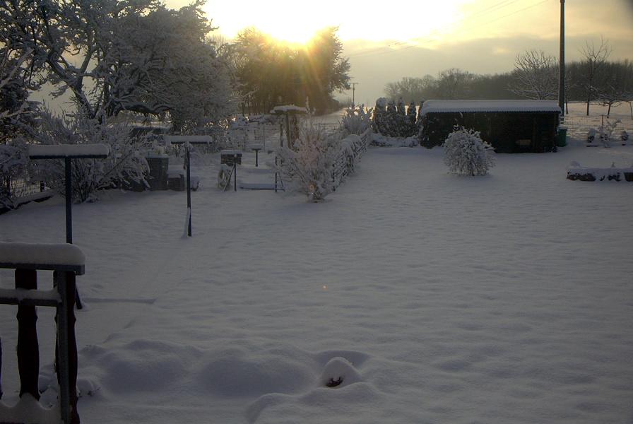 Mein Garten am 29.02.04